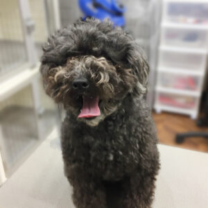 よろしくトイプー