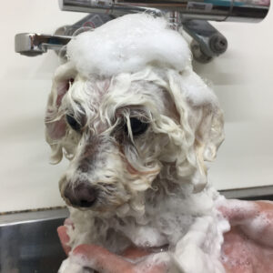 シャンプートイプー