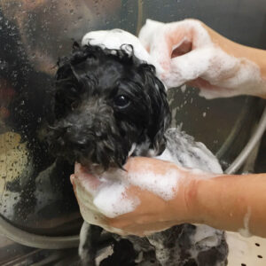 シャンプートイプー