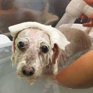 お風呂トイプー