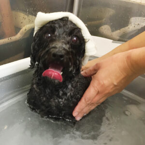 お風呂トイプー