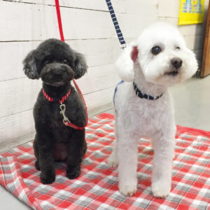 仕上がりトイプー