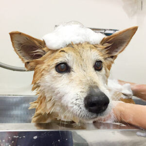 シャンプーミックス