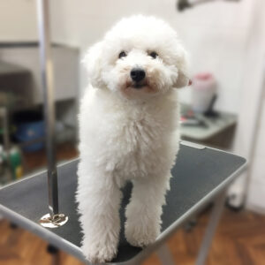 よろしくトイプー