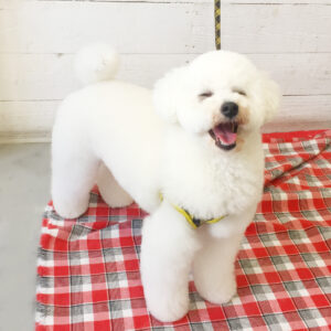 仕上がりトイプー