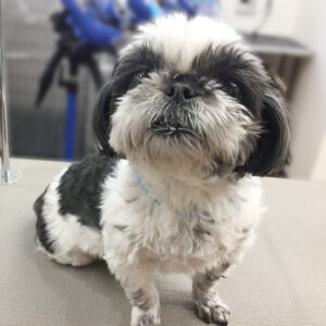 よろしくシーズー