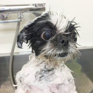 シャンプーシーズー