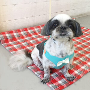 仕上がりシーズー