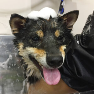 シャンプーしば