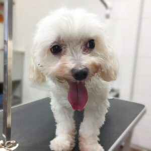 よろしくマルチーズ