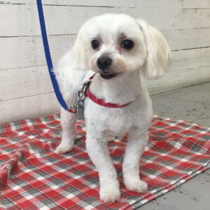 仕上がりマルチーズ