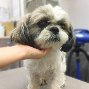 よろしくシーズー