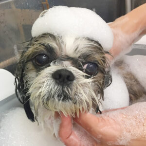 シャンプーシーズー