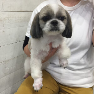 仕上がりシーズー