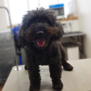 よろしくトイプー