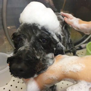 シャンプートイプー