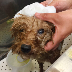 シャンプートイプー