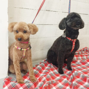 仕上がりトイプー