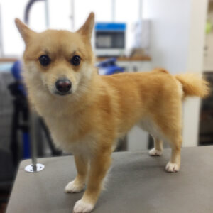 よろしくミックス