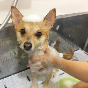 シャンプーミックス