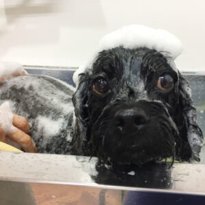 シャンプーミックス