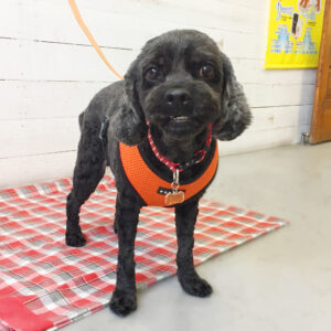 仕上がりミックス