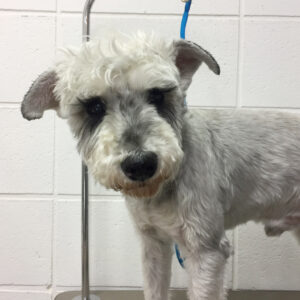 よろしくMシュナ