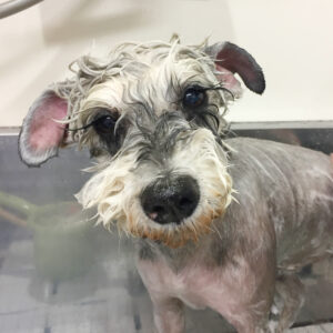 シャンプーMシュナ