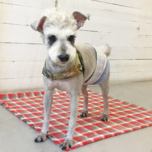 仕上がりMシュナ