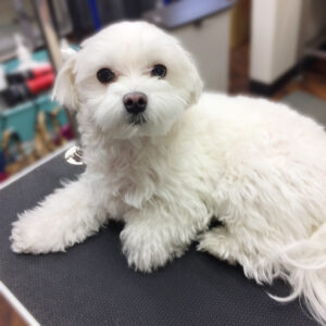 よろしくマルチーズ