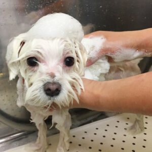 シャンプーマルチーズ