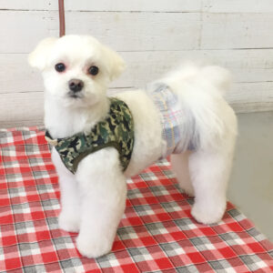 仕上がりマルチーズ