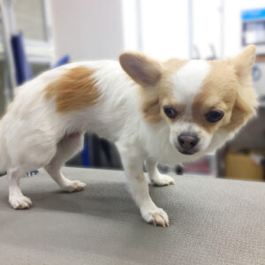 よろしくチワワ