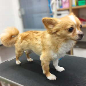 よろしくチワワ