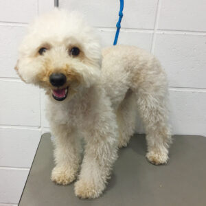 よろしくトイプー