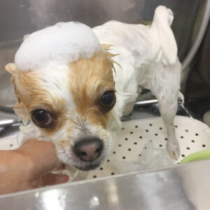 シャンプーチワワ