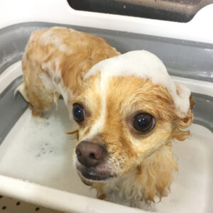 シャンプーチワワ