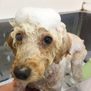 シャンプートイプー