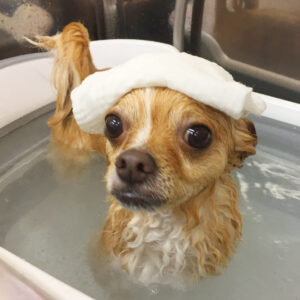 お風呂チワワ