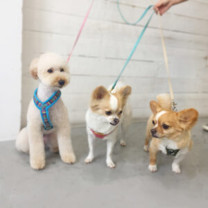 仕上がりチワワ&トイプー