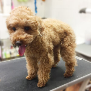 よろしくトイプー