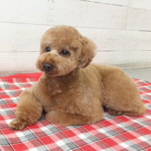 仕上がりトイプー