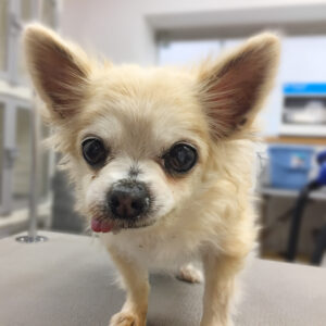 よろしくチワワ