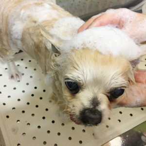 シャンプーチワワ