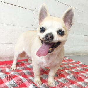 仕上がりチワワ