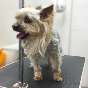 よろしくヨーキー