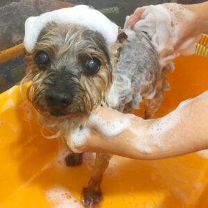 シャンプーヨーキー