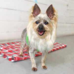 仕上がりヨーキー