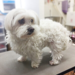 よろしくミックス