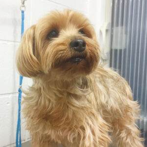 よろしくヨーキー